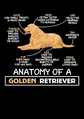 Golden Retriever Anatomy
