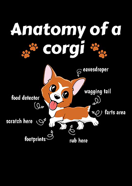 Anatomy Of A Corgi