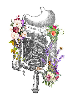 Digestive System Anatomy