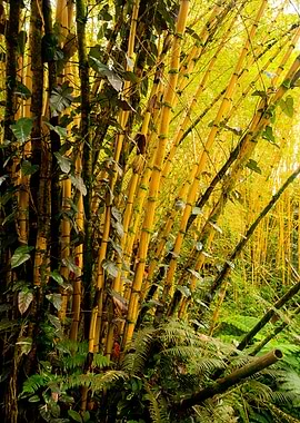Bamboo