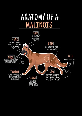 Anatomy Of A Malinois