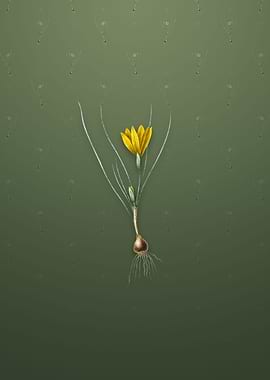 Vintage Ixia Filifolia