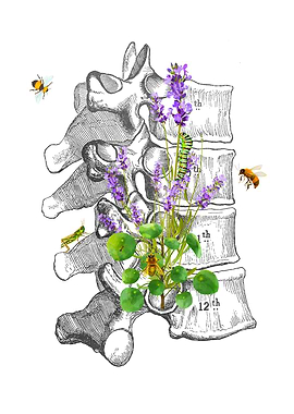 Dorsal Vertebrae Anatomy