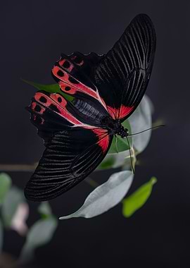 Red and black beauty