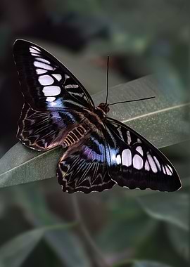 Blue and black Beauty