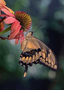 Black and yellow butterfly