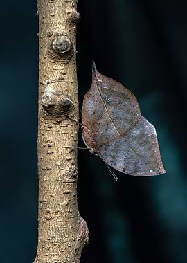 Leaf Butterfly