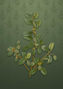 Vintage Italian Buckthorn