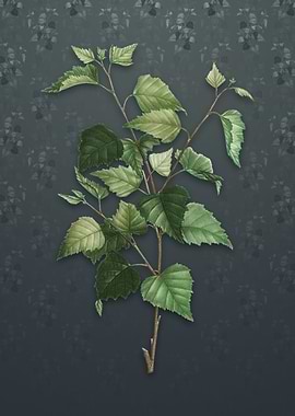 Vintage Silver Birch