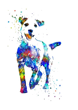 Jack russell terrier