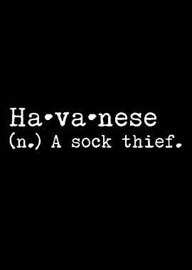 Havanese A Sock Thief