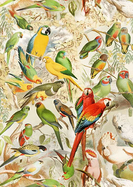 Tropical Birds