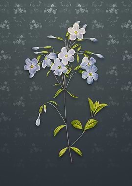 Phlox on Slate Gray