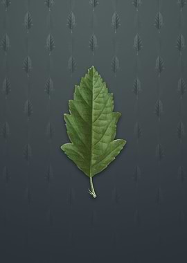 Crabapple on Slate Gray