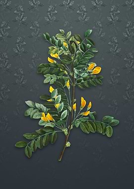 Vintage Siberian Pea Tree