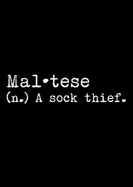 Maltese A Sock Thief