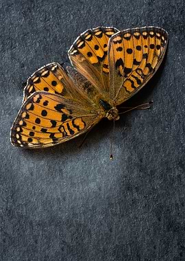 Orange and black butterfly