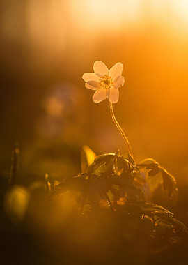 Little Flower during sunse