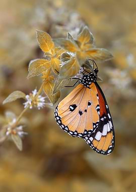 Monarch butterfly