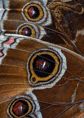 Caligo Memnon Scales