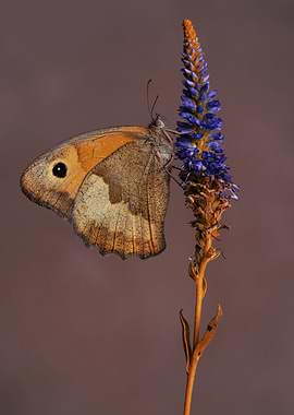 Sitting on the flower