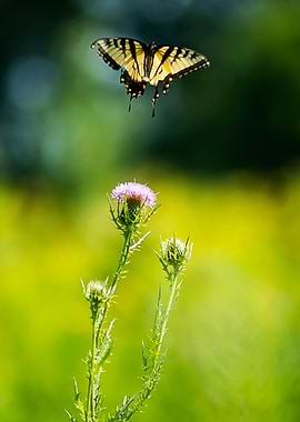 Butterfly and Flower