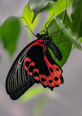 Scarlet Mormon