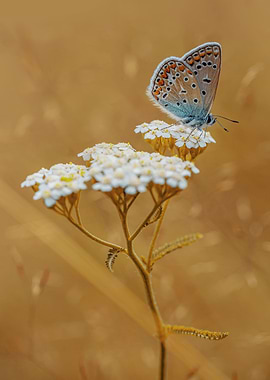 Resting on the flower