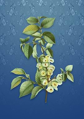 Field Elm on Bahama Blue