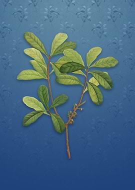 Vintage Northern Bayberry