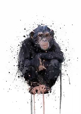 chimpanzee