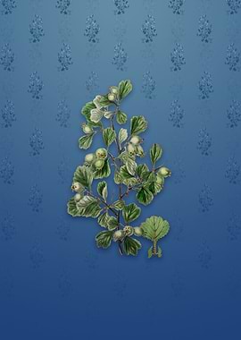 Spathula Leaf Thorn Flower