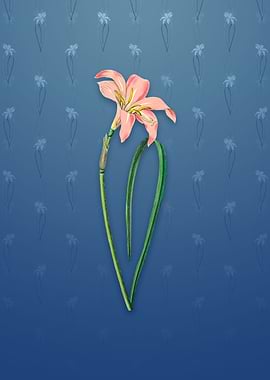 Spofforth Zephyranthes