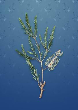 Vintage Swamp Paperbark