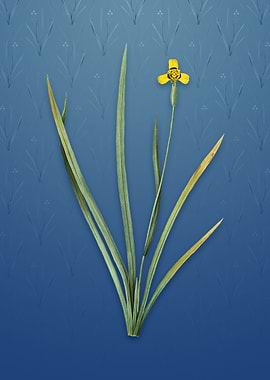 Vintage Iris Martinicensis