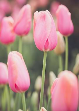 pink tulips