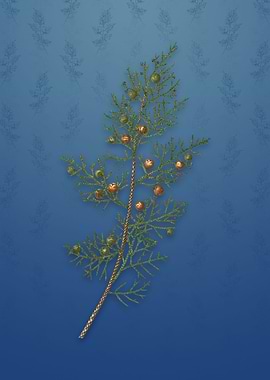 Vintage Phoenicean Juniper