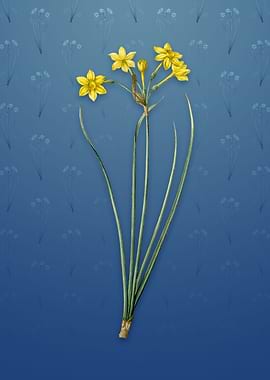 Vintage Rush Daffodil