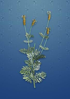 Vintage Spanish Lavender