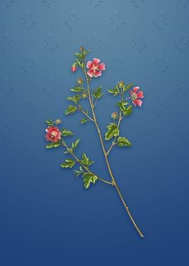 Vintage Cape African Queen