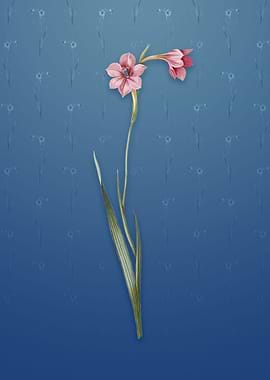 Sword Lily on Bahama Blue