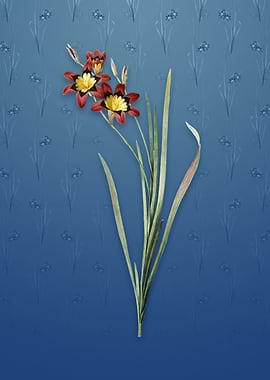 Vintage Ixia Tricolor