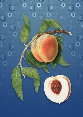 Peach on Bahama Blue