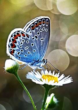 The Beatuful Morning