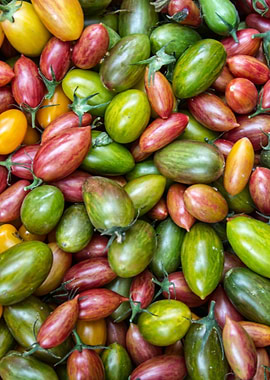 colorful tomatoes