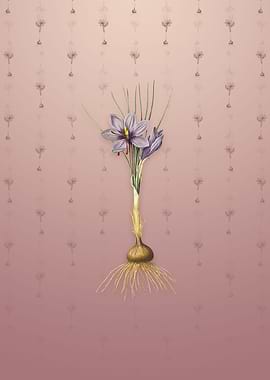 Vintage Crocus Sativus