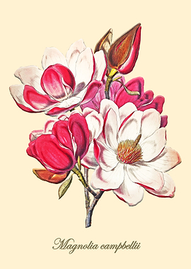 Vintage Magnolia
