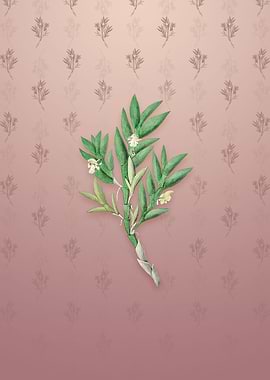 Two Edged Dendrobium