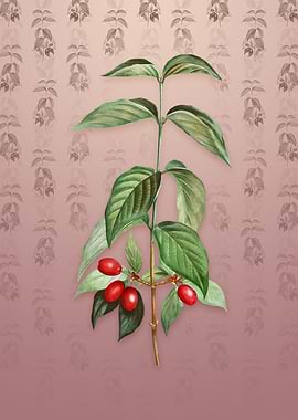 Vintage Cornelian Cherry