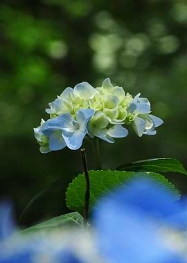Hydrangea
